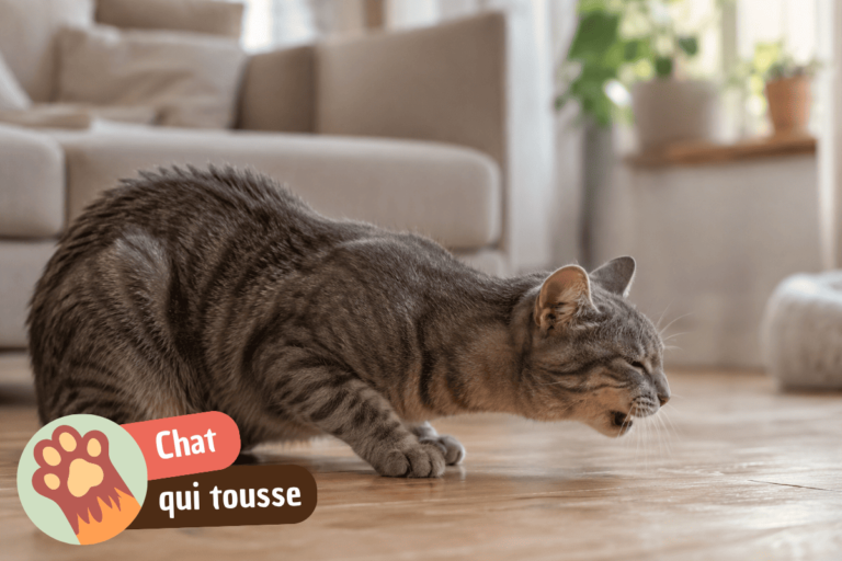chat qui tousse