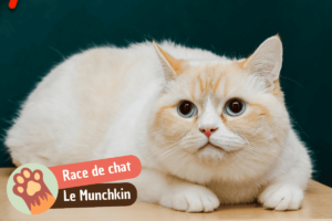 Lire la suite à propos de l’article Le chat Munchkin : caractère, santé et conseils essentiels