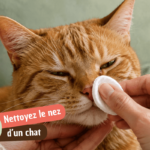 Comment nettoyer le nez de son chat