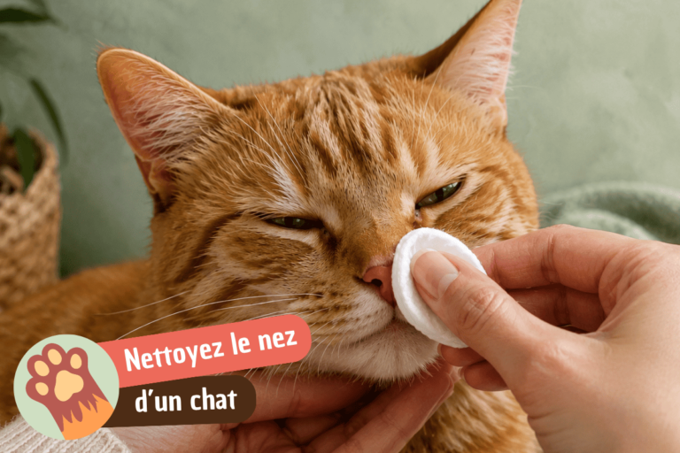 nettoyer le nez de son chat