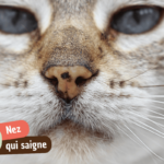 Mon chat saigne du nez : que faire immédiatement et quand s&rsquo;alarmer ?