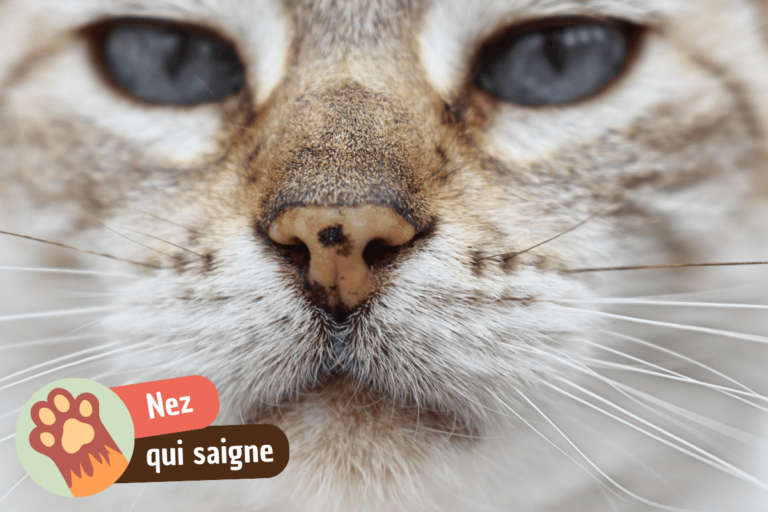 nez d'un chat qui saigne