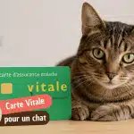 Carte vitale pour chat : ce qui existe vraiment