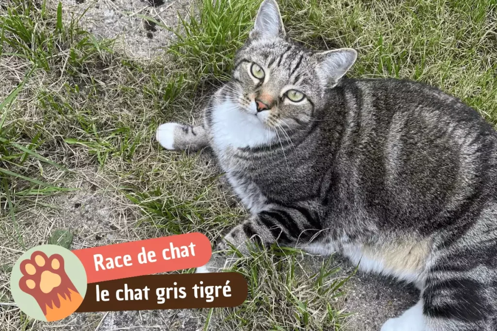 race de chat gris tigré