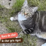 Le chat tigré gris : origine, motif tabby et conseils de santé