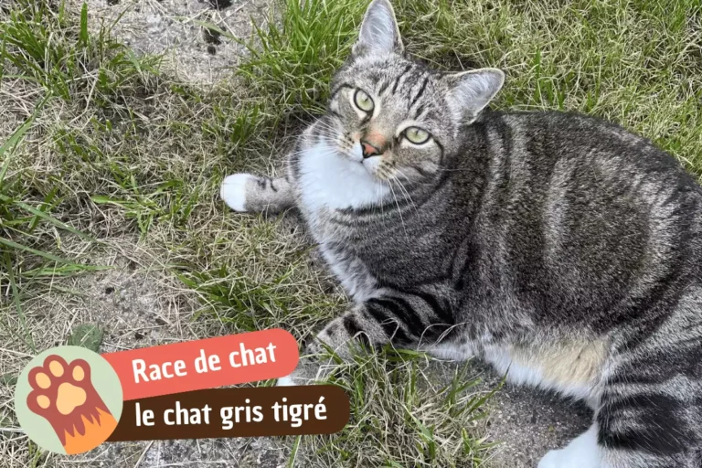 race de chat gris tigré