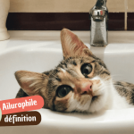 Ailurophile : êtes-vous (vraiment) amoureux des chats ?