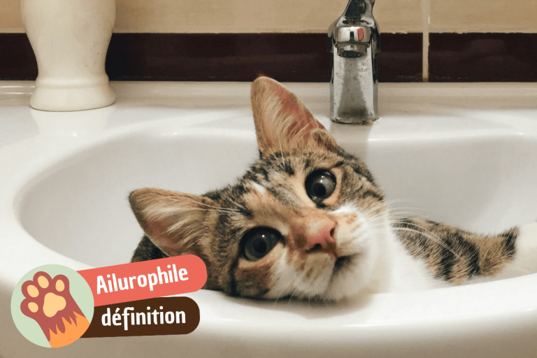 ailurophile amoureux des chats