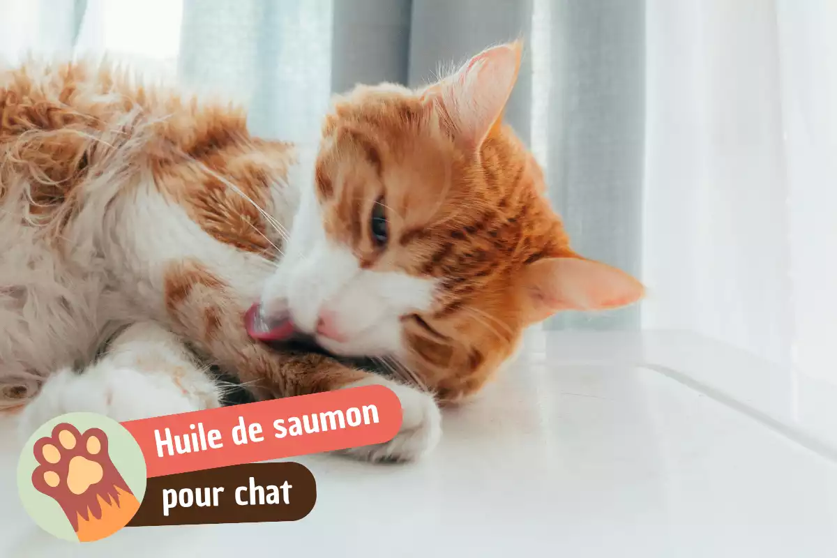 You are currently viewing Huile de saumon pour chat : bienfaits, dosage et conseils pour bien l&rsquo;utiliser