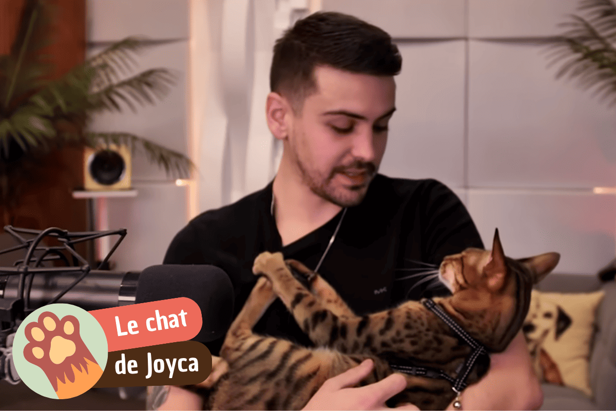 You are currently viewing Nevada, le chat de Joyca : tout savoir sur son Savannah F7