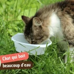 Mon chat boit beaucoup d&rsquo;eau : comprendre et savoir quand s&rsquo;inquiéter