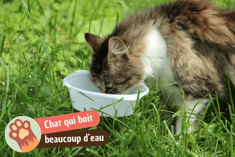 chat qui boit beaucoup d'eau