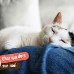Mon chat dort sur moi : ce que ça signifie