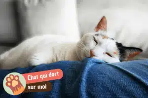 Lire la suite à propos de l’article Mon chat dort sur moi : ce que ça signifie