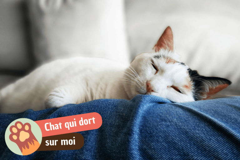 Mon chat dort sur moi : ce que ça signifie