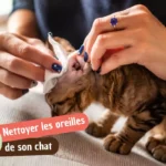 Comment nettoyer les oreilles de votre chat en douceur