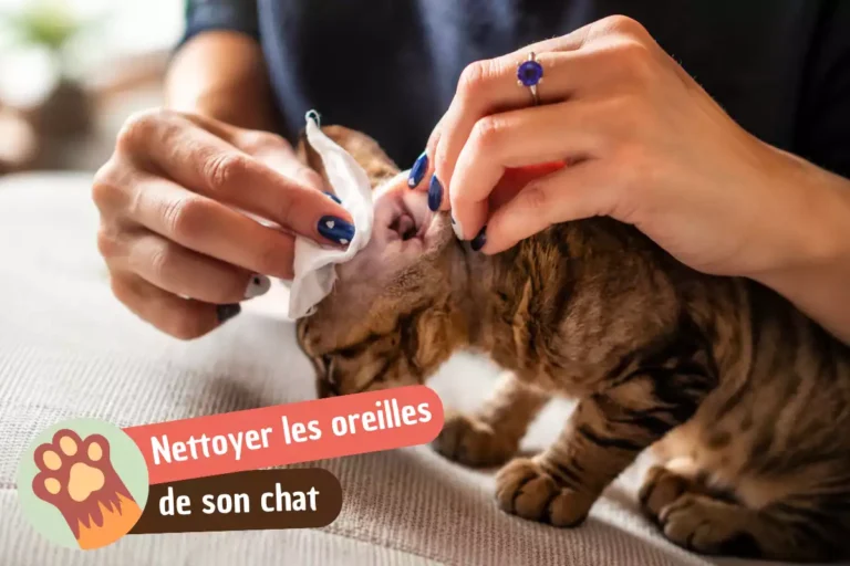 comment nettoyer les oreilles d'un chat