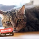 Quelles croquettes choisir pour un chat senior ?