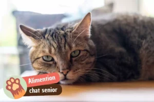 Lire la suite à propos de l’article Quelles croquettes choisir pour un chat senior ?