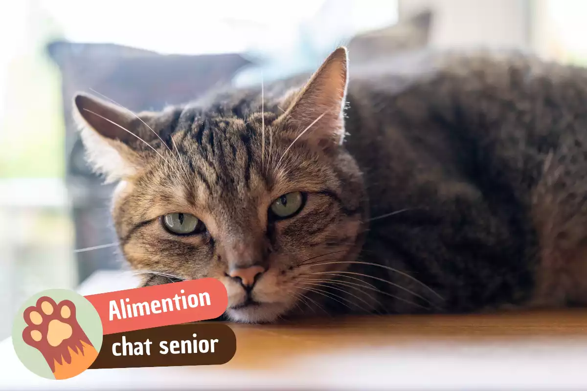 You are currently viewing Quelles croquettes choisir pour un chat senior ?