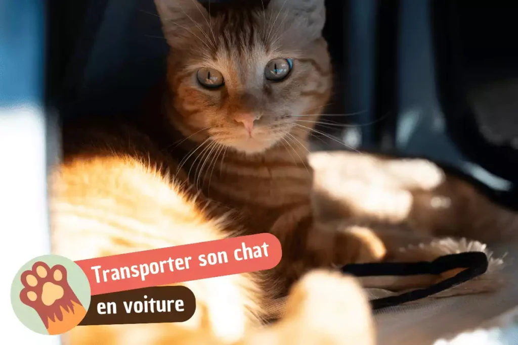 Transporter son chat en voiture : ce qu&rsquo;il faut vraiment savoir (réglementation, sécurité et anti-stress)