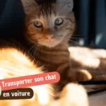 Transporter son chat en voiture : ce qu&rsquo;il faut vraiment savoir (réglementation, sécurité et anti-stress)