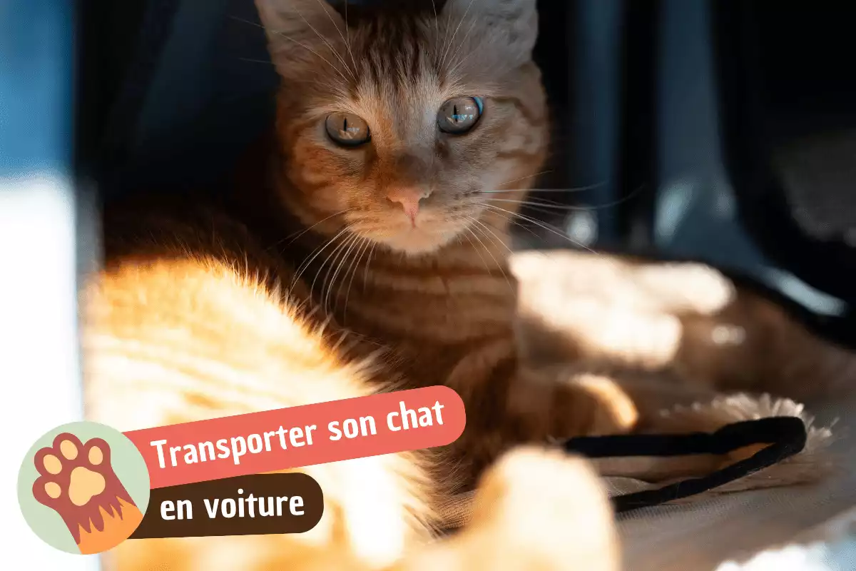 You are currently viewing Transporter son chat en voiture : ce qu&rsquo;il faut vraiment savoir (réglementation, sécurité et anti-stress)