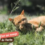 Chat qui mange de l&rsquo;herbe : comportement normal, vraies raisons et quand s&rsquo;inquiéter