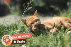 Lire la suite à propos de l’article Chat qui mange de l&rsquo;herbe : comportement normal, vraies raisons et quand s&rsquo;inquiéter