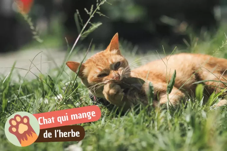 chat qui mange de l'herbe