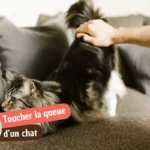 Pourquoi les chats n&rsquo;aiment pas qu&rsquo;on leur touche la queue (et pourquoi certains adorent ça)