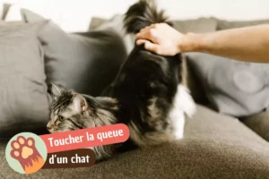 Lire la suite à propos de l’article Pourquoi les chats n&rsquo;aiment pas qu&rsquo;on leur touche la queue (et pourquoi certains adorent ça)