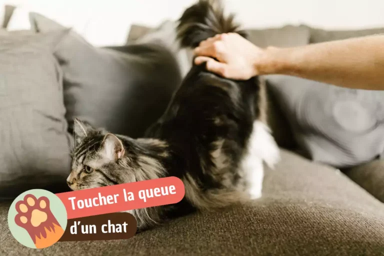 Pourquoi les chats n'aiment pas qu'on leur touche la queue
