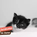 Socialisation du chaton : guide complet une fois arrivée chez vous