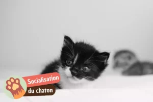 Lire la suite à propos de l’article Socialisation du chaton : guide complet une fois arrivée chez vous