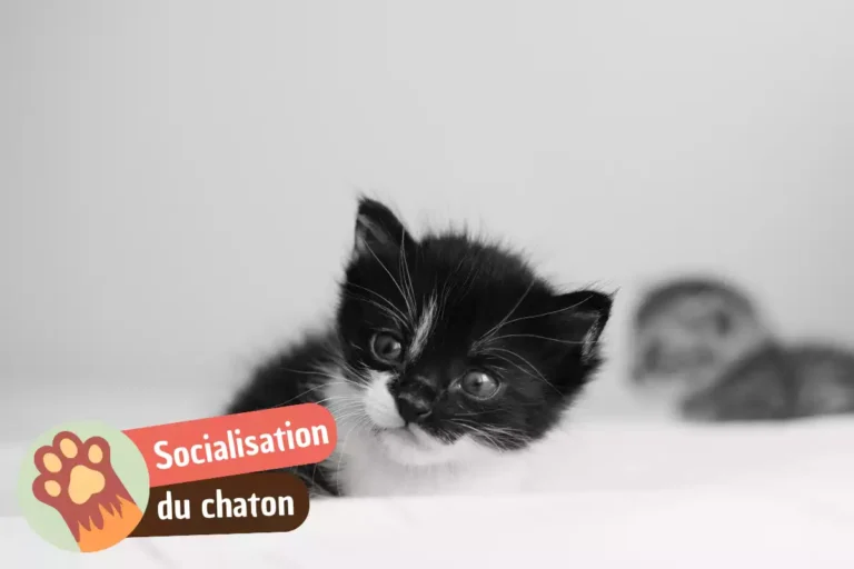socialisation du chaton