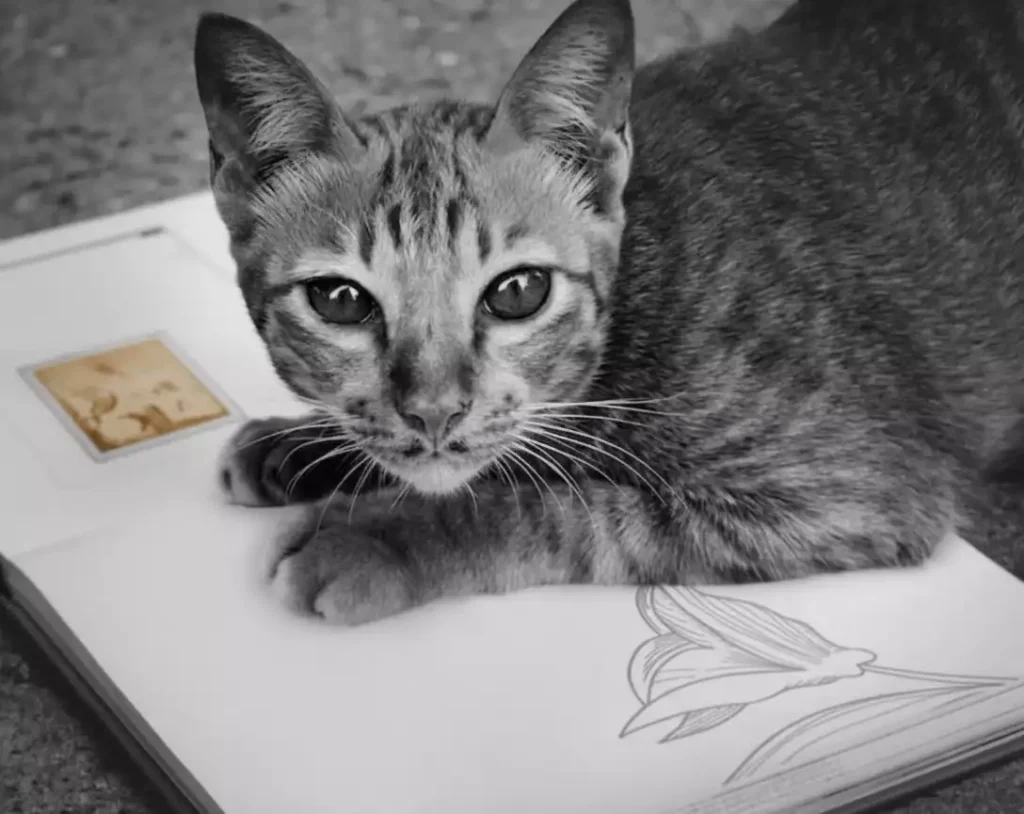étapes pour gérer le deuil de son chat