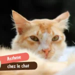 Asthme du chat : quelle espérance de vie, et comment lui offrir la meilleure ?