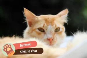 Lire la suite à propos de l’article Asthme du chat : quelle espérance de vie, et comment lui offrir la meilleure ?