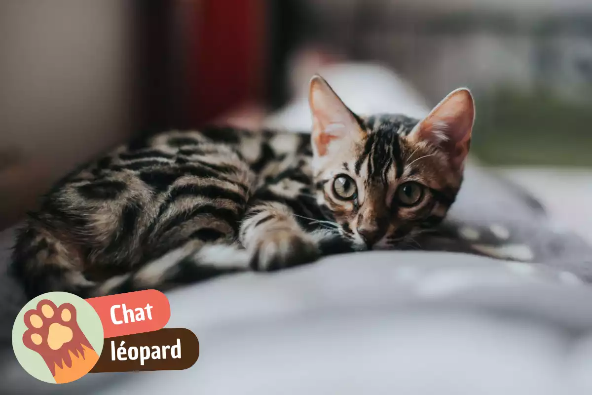 Lire la suite à propos de l’article Chat léopard : quelles races ressemblent vraiment à un léopard ?