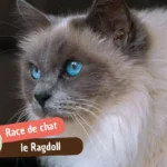 Chat ragdoll : caractère, santé et conseils d&rsquo;entretien