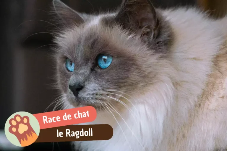 race de chat ragdoll