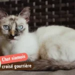 Siamois croisé gouttière : caractère, santé et tout ce qu&rsquo;il faut savoir