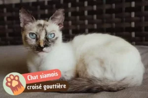 Lire la suite à propos de l’article Siamois croisé gouttière : caractère, santé et tout ce qu&rsquo;il faut savoir
