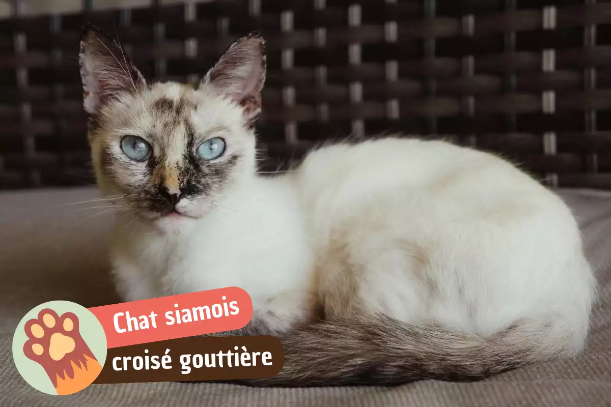 You are currently viewing Siamois croisé gouttière : caractère, santé et tout ce qu&rsquo;il faut savoir