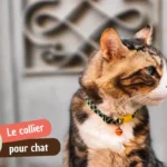 Quel collier chat choisir pour sa sécurité et son confort ?