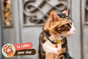 Lire la suite à propos de l’article Quel collier chat choisir pour sa sécurité et son confort ?