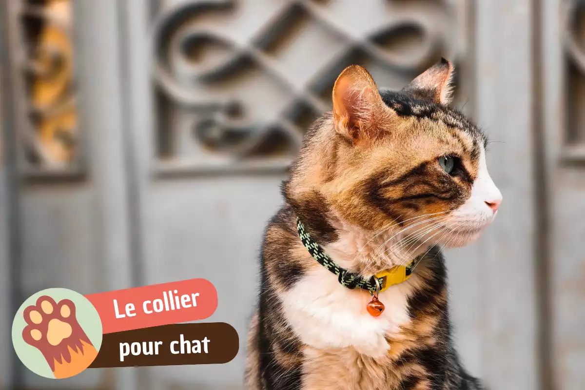 You are currently viewing Quel collier chat choisir pour sa sécurité et son confort ?