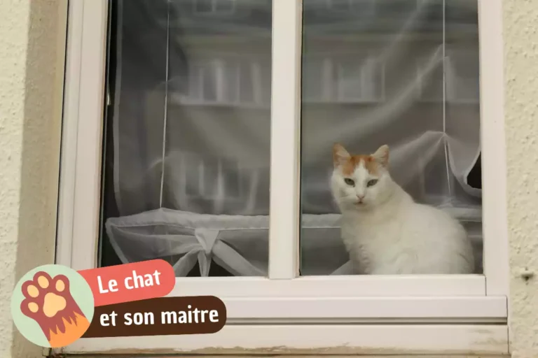 en combien de temps un chat oublie son maitre ?