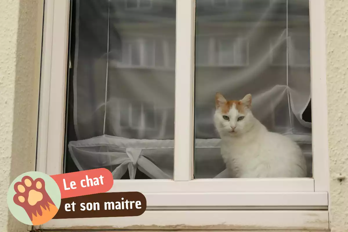 You are currently viewing En combien de temps un chat oublie-t-il son maître ?